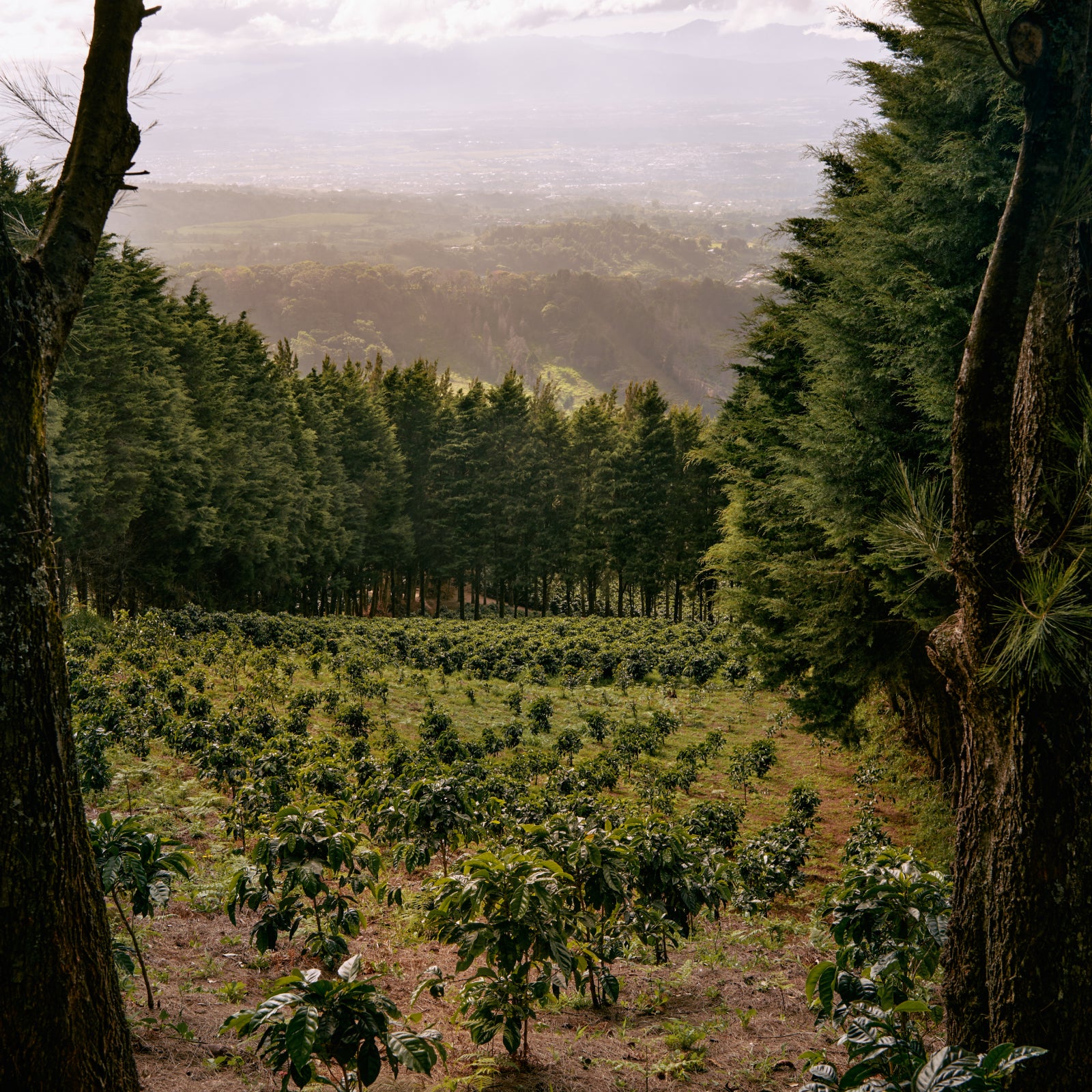 Sight line through the trees of a downward sloped coffee farm. The plot is surrounded by evergreens with a foggy mountain range in the distance