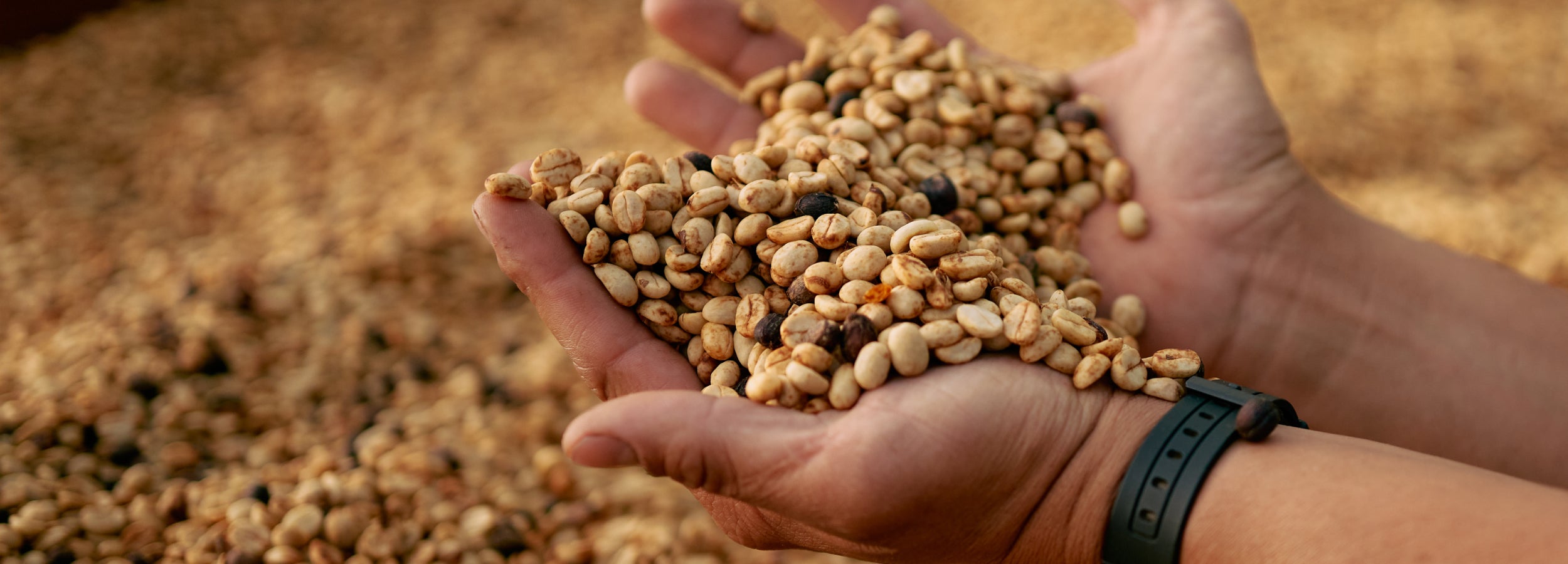 Close up shot of hands holding drying unroasted coffee beans over a drying bed