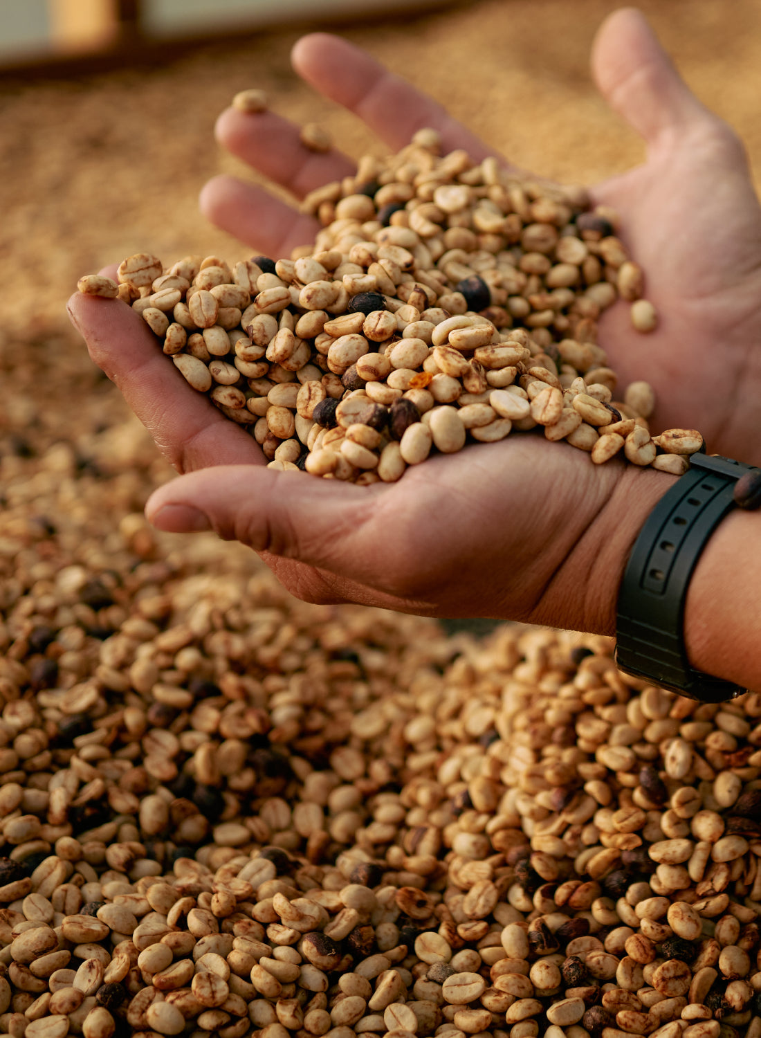 A close up shot of hands holding drying green coffee above a bed of more drying green beans