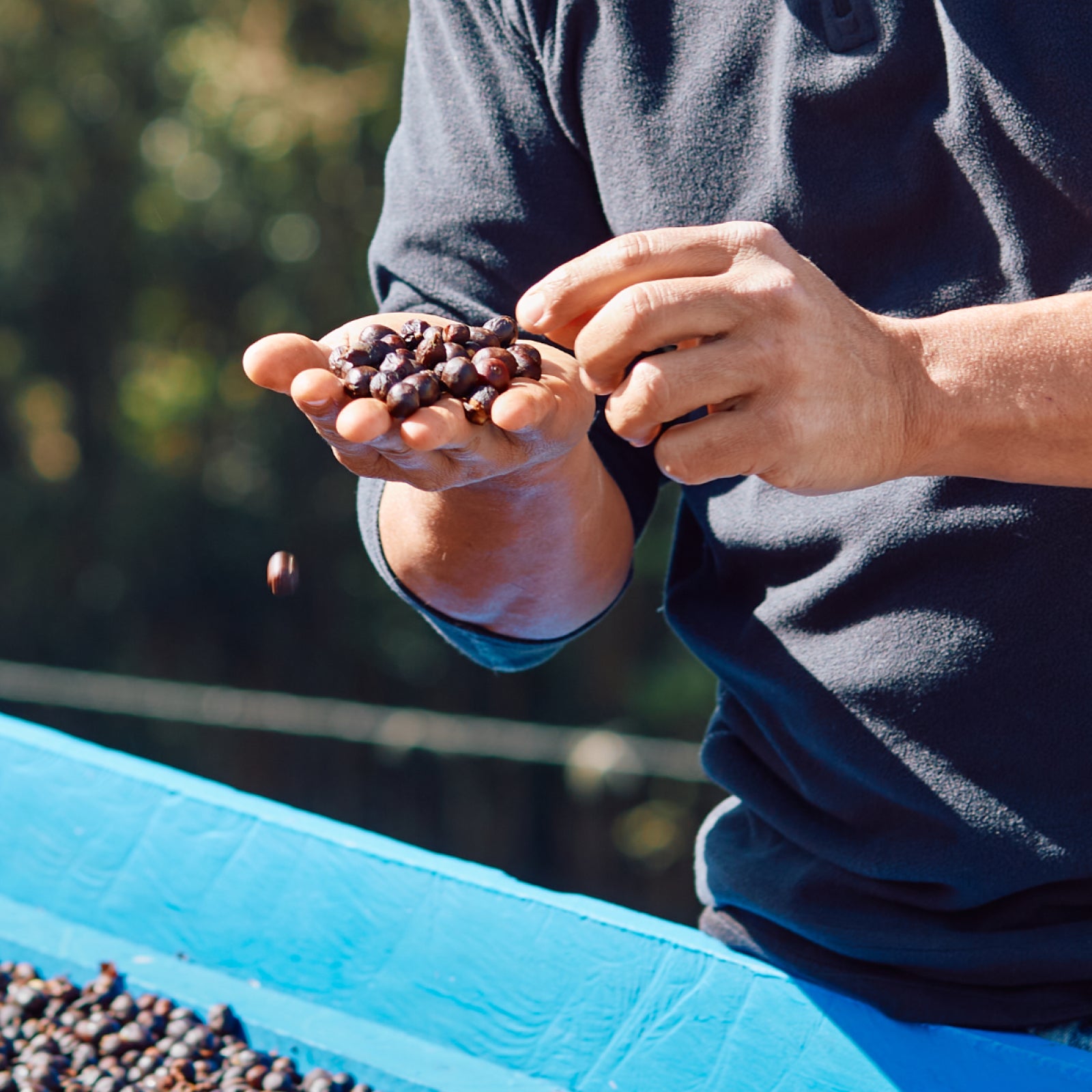 Close up of man holding fresh coffee cherries standing over a drying bed in the afternoon sun