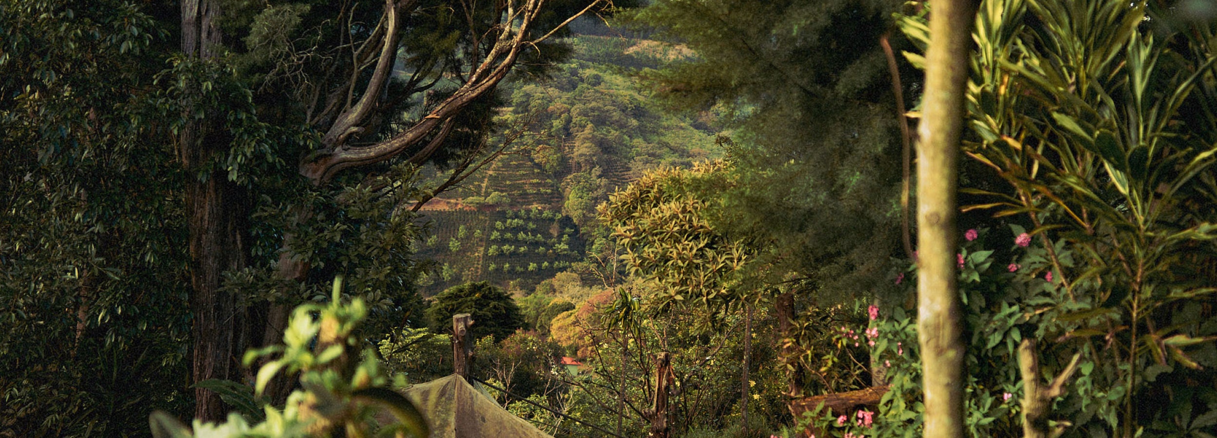 Sightline through trees from a hill top on a coffee farm, looking out on additional plots below