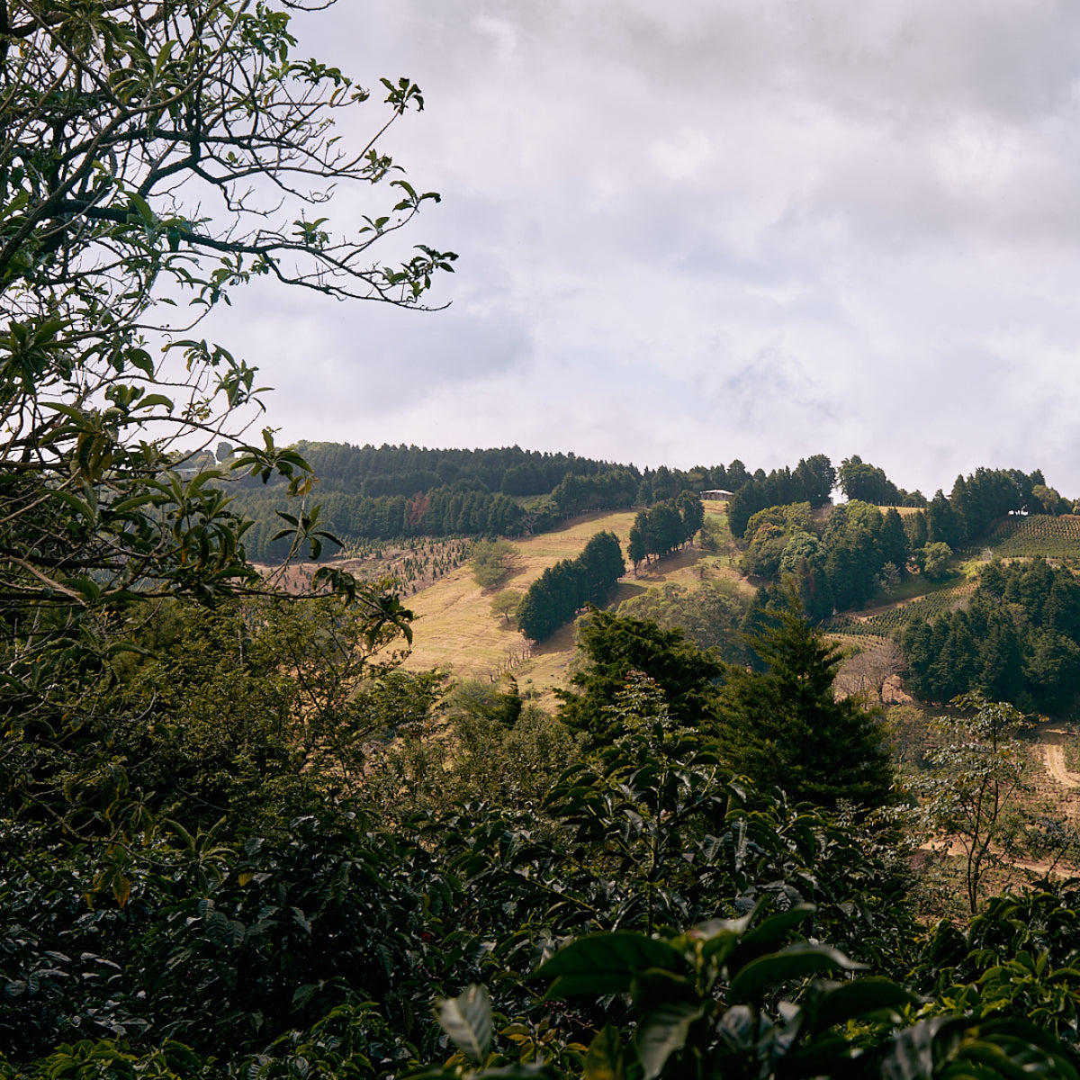 A shot on a hill side overlooking a coffee farm on a cloudy day