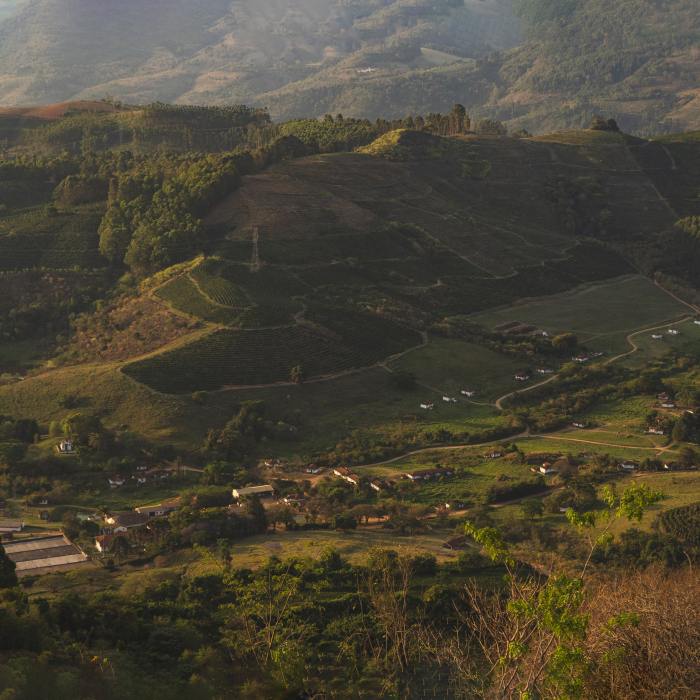 A dimly lit shot of a coffee farm on a hill side above a small community of buildings below