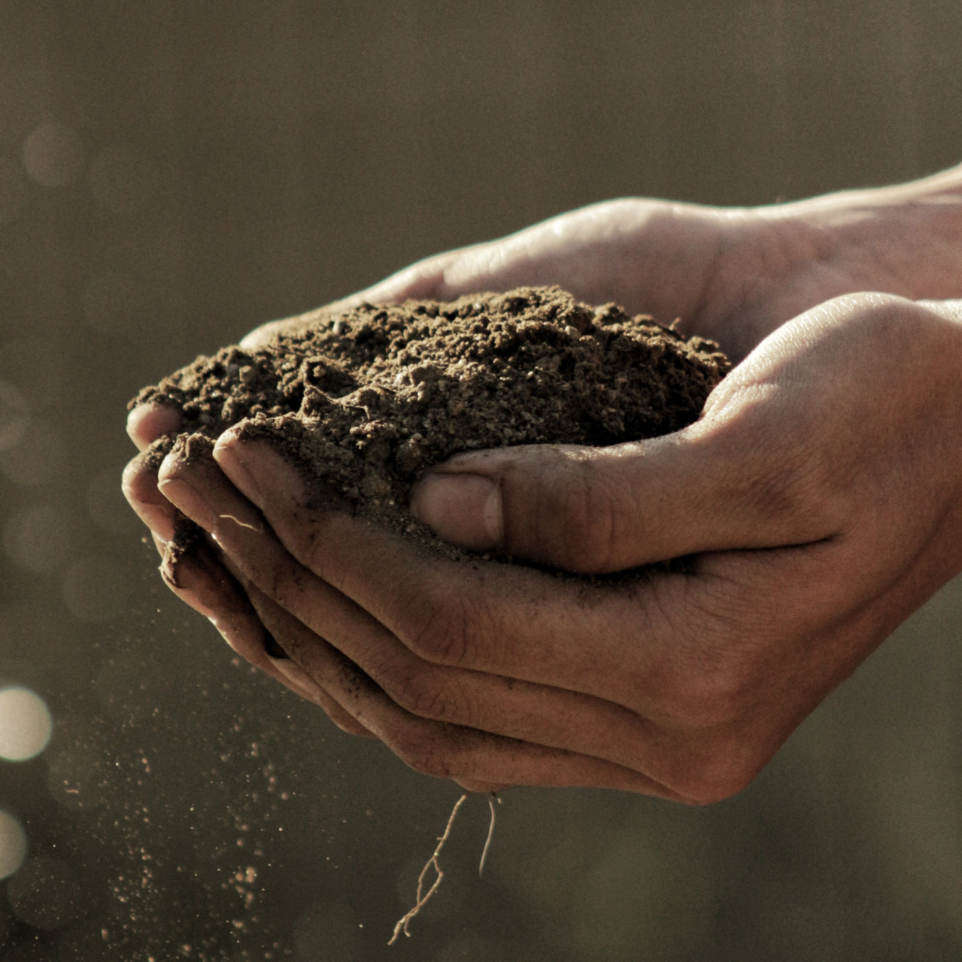 A close up shot of hands holding rich soil