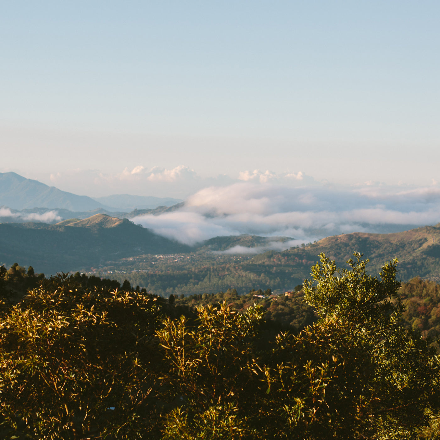 A hill top shot with plants in the foreground and rolling mountains, clouds and sky in the background  