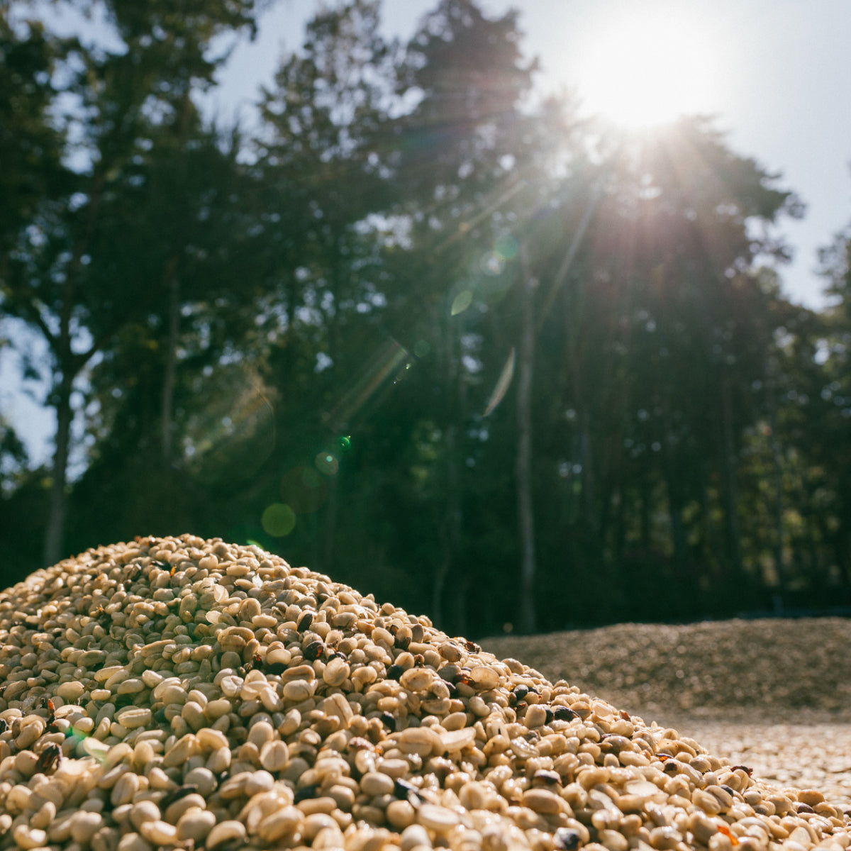 The sun peaking through the trees and shining on a mount of drying green coffee. More drying coffee can be seen in the background