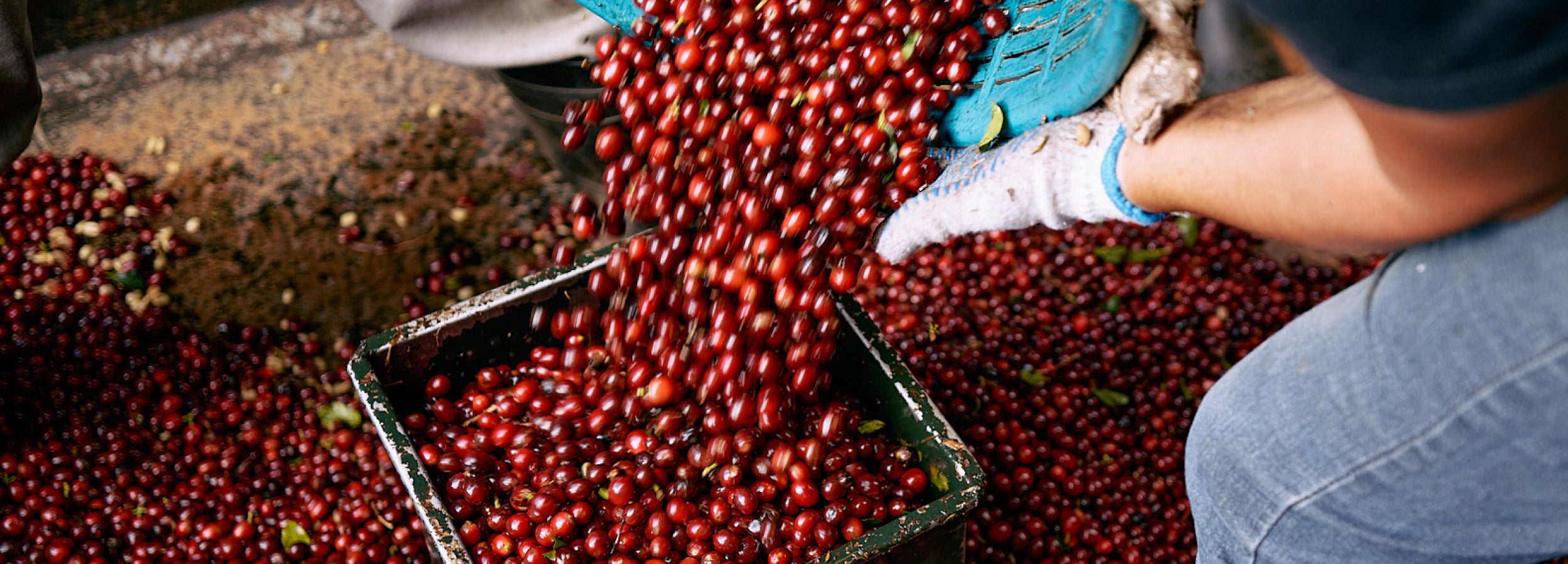 A close up shot of bright red coffee cherries being poured into a metal container the floor mostly covered with thousands more ripe coffee cherries